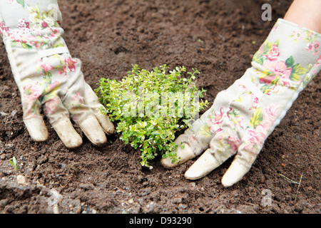 Le mani di piantare il timo Foto Stock