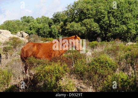 Cavallino sardo, Giara di Gesturi, Sardegna Foto Stock