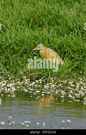 Sgarza ciuffetto Ardeola ralloides, di Evros delta, Grecia Foto Stock