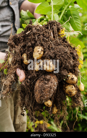 Patate di primizia, close-up Foto Stock