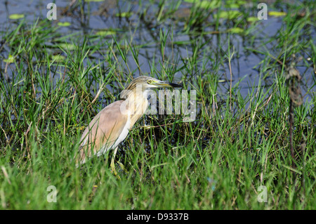 Sgarza ciuffetto Ardeola ralloides, di Evros delta, Grecia Foto Stock