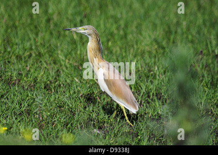 Sgarza ciuffetto Ardeola ralloides, di Evros delta, Grecia Foto Stock