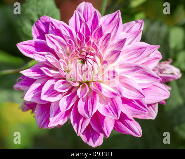 Di un bel colore rosa fiore del crisantemo close-up Foto Stock