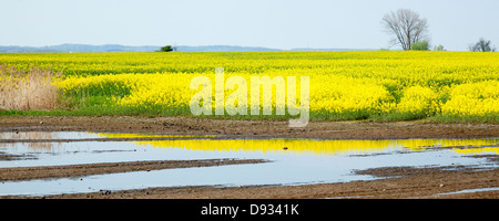 I campi di colza presso l'isola di Poel, Germania Foto Stock