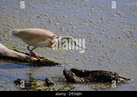 Sgarza ciuffetto Ardeola ralloides, di Evros Delta, Grecia Foto Stock