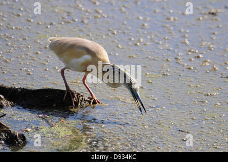 Sgarza ciuffetto Ardeola ralloides, di Evros Delta, Grecia Foto Stock