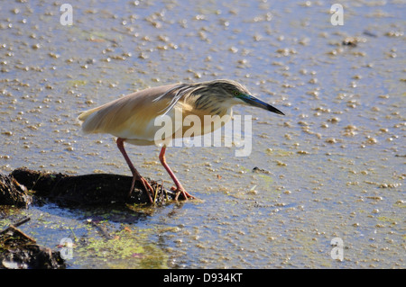 Sgarza ciuffetto Ardeola ralloides, di Evros Delta, Grecia Foto Stock