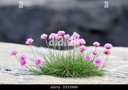 L'Armeria maritima, Bohuslan, Svezia. Foto Stock