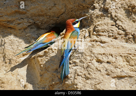 Unione gruccione, Merops apiaster, Grecia Foto Stock