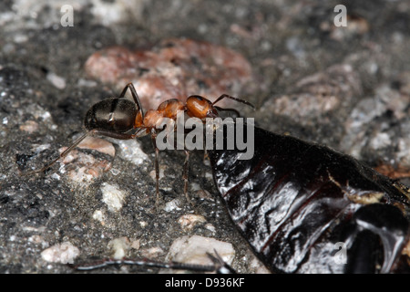 Un legno ant, close-up, Svezia. Foto Stock