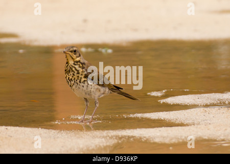 Uccellino in piedi in una piscina dopo una pioggia. Foto Stock