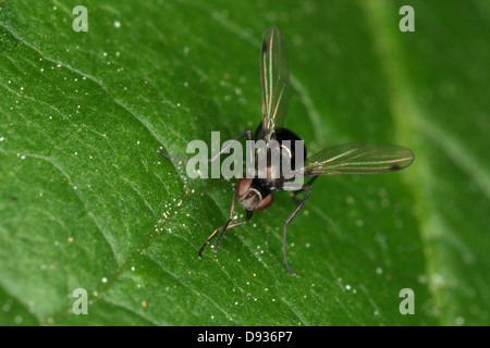 Scavenger nero volare, close-up, Svezia. Foto Stock