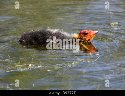 Chiudere dettagliata dei capretti Eurasian Folaghe (fulica atra) nuoto ed essendo alimentato dai loro genitori (50 immagini in serie) Foto Stock