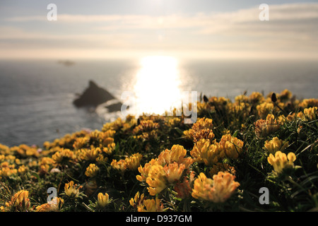 Giallo fiori selvatici in fiore sulle scogliere a testa Trevose, Cornwall. Foto Stock