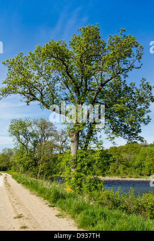 Un vecchio FRASSINO [Fraxinus ] sulle rive del fiume Spey IN SCOZIA Foto Stock