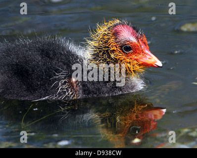 Baby Eurasian folaga (fulica atra) nuoto a distanza ravvicinata Foto Stock