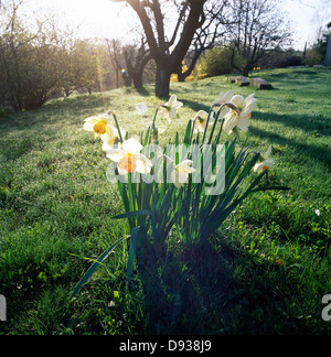 Giunchiglie in crescita nel prato. Foto Stock