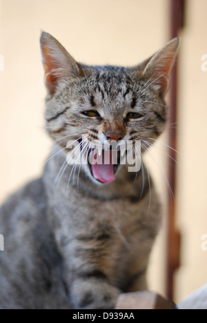 Ritratto di un gatto arrabbiato con denti affilati Foto Stock