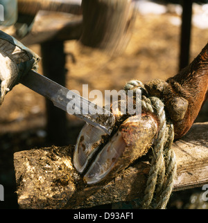 Un zoccolo su una mucca. Foto Stock
