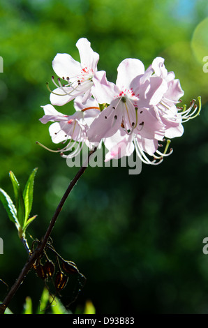 Un rosa pallido Royal Azalea (Rhododendron schlippenbachii) contro una foglia verde dello sfondo. Foto Stock