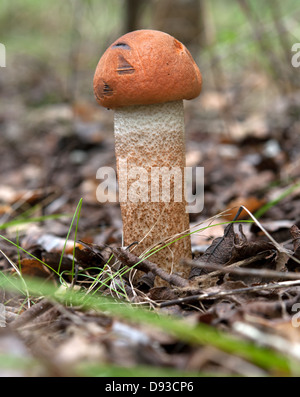 Leccinum scabrum, Betulla bolete, tappo marrone boletus, ruvida boletus, shaggy boletus Foto Stock