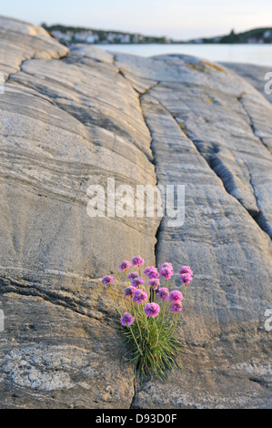 L'Armeria maritima, Bohuslan, Svezia. Foto Stock