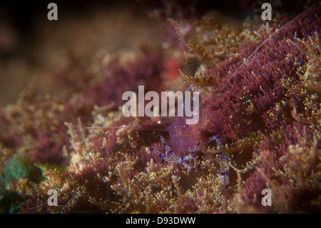 Periclemenes tosaensis gamberetti rilassa sul ritiro Nudi 2 divesite, Lembeh Straits, Nord Sulawesi, Indonesia Foto Stock