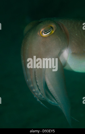 Una seppie (Sepiida) nuota da sul Pante Parigi divesite, Lembeh Straits, Nord Sulawesi, Indonesia Foto Stock