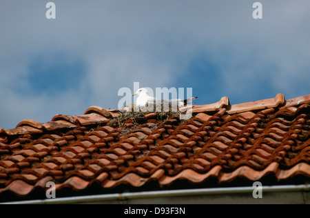 Gabbiano comune sul tetto Foto Stock