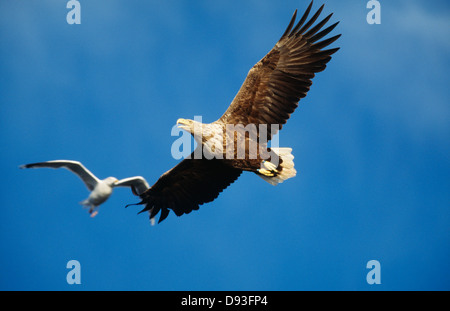 White-tailed aquile volanti in cielo Foto Stock