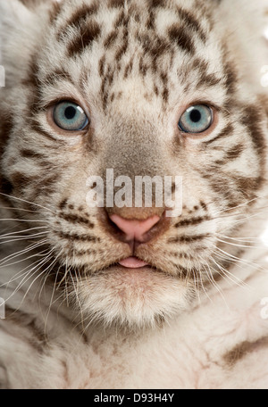 Close-up di White Tiger cub Panthera tigri tigri, 2 mesi di età, full frame Foto Stock