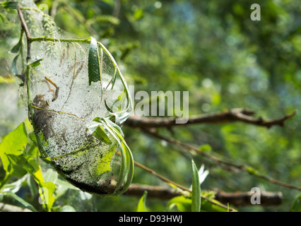 Caterpillar in cocoon nel verde della foresta Foto Stock