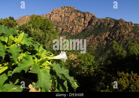 Spelunca Gorge, vicino Evisa, Corsica, Francia Foto Stock