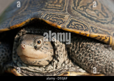 Stretto closeup vista di una femmina di northern diamondback terrapin (Malaclemys terrapin terrapin) Foto Stock