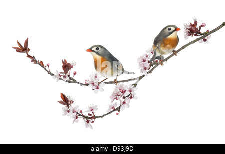 Due Red-fatturati Leiothrix, Leiothrix lutea, appollaiato su un ramo contro uno sfondo bianco Foto Stock