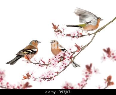 Gruppo di comune fringuello, Fringilla coelebs, appollaiato su ciliegia giapponese il ramo contro uno sfondo bianco Foto Stock