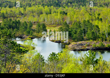 Alberi di legno duro con fogliame emergenti sulla riva di un laghetto con pini maggiore Sudbury Ontario Canada Foto Stock