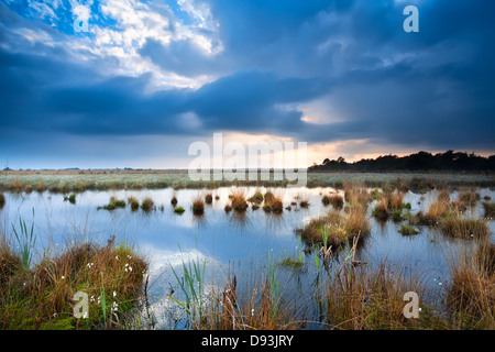 Tranquilla meteo su swamp prima del tramonto Foto Stock