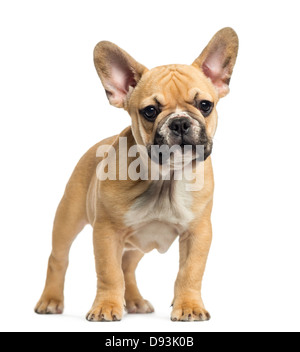 Bulldog francese cucciolo in piedi, 3 mesi di età, contro uno sfondo bianco Foto Stock