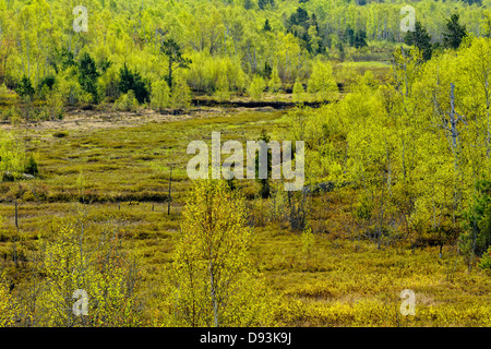 Betulla con fogliame emergenti che si affaccia su un prato di castoro maggiore Sudbury Ontario Canada Foto Stock