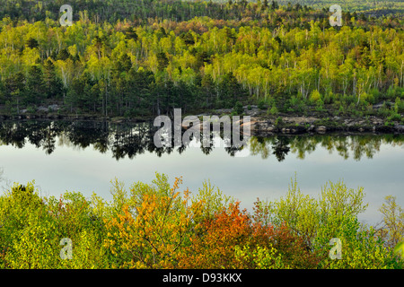 Alberi di legno duro con fogliame emergenti sulla riva di un laghetto con pini maggiore Sudbury Ontario Canada Foto Stock