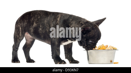 Bulldog francese cucciolo di mangiare dalla ciotola piena di biscotti, 3 mesi di età, contro uno sfondo bianco Foto Stock