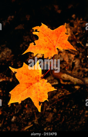 Colore di autunno foglie di acero. Foto Stock