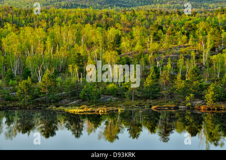 Alberi di legno duro con fogliame emergenti sulla riva di un laghetto con pini maggiore Sudbury Ontario Canada Foto Stock