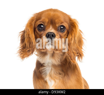 Close-up del Cavalier King Charles Spaniel cucciolo, 5 mesi di età, contro uno sfondo bianco Foto Stock