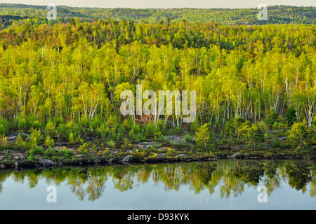 Alberi di legno duro con fogliame emergenti sulla riva di un laghetto con pini maggiore Sudbury Ontario Canada Foto Stock