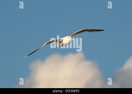 Gabbiano comune battenti mid-aria, a basso angolo di visione Foto Stock