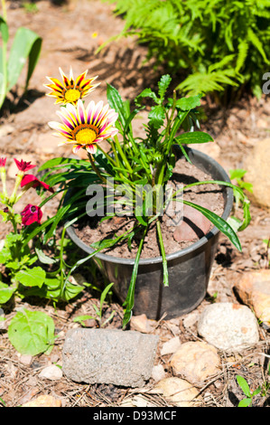 Giardino gazania, come noto come tesoro fiore fiori da giardino Foto Stock