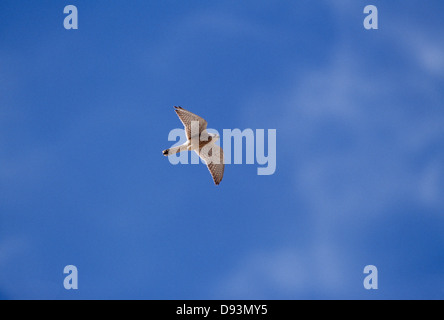 Il Gheppio comune volare a basso angolo di visione Foto Stock