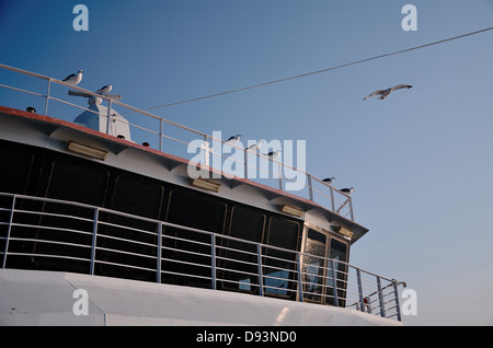 Gabbiani in una barca. La Grecia, Europa Foto Stock